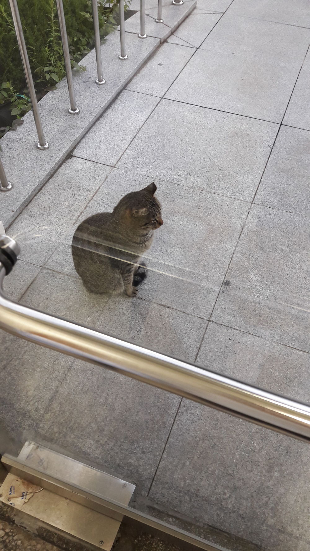 20170917_183128.jpg : 생물관 앞 고양이...☆