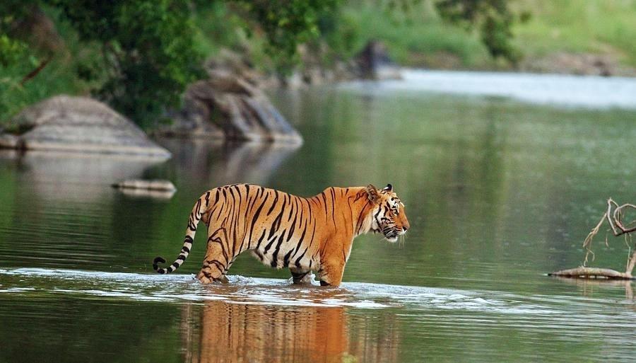 tiger-river-bengal-animal-photograph-royal-tiger-in-the-river-by-tiger-river-spas-bengal-parts-tiger-river-bengal-dimensions.jpg