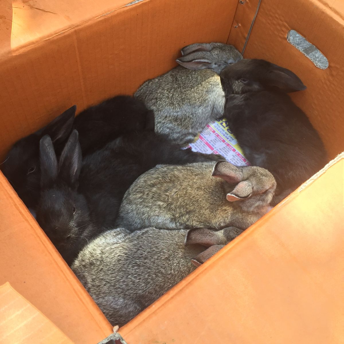 image.jpg : 한달된 토끼아이들 데려가실분!ㅜㅠ