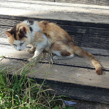 Image-5700.jpg : 금정회관 고양이를 위해