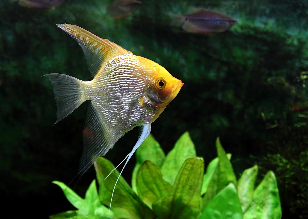 Рыба скалярия аквариумная фото и описание