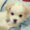 고양이