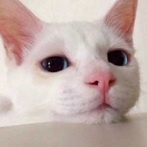 고냥이