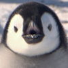 [AngryPenguin]