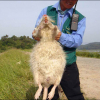 article thumbnail