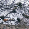 article thumbnail