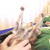 article thumbnail
