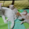 article thumbnail